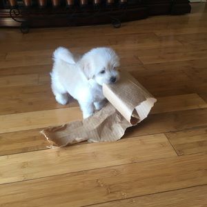 Meet your Posher, Armando